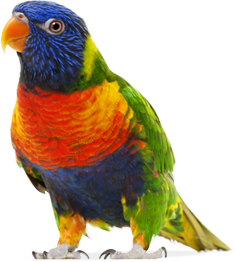 Colorful parrot PNG images, free download-724
